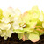 Hydrangea Artificial Floral Twig Wreath - 15" - Yellow - IMAGE 5