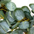 Eucalyptus Leaves Artificial Botanical Spring Wreath - 20" - IMAGE 5