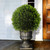 27" Upright Juniper Ball Topiary Tree in Urn - Unlit - IMAGE 2
