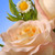 13" Artificial Peach Rose Flower Arrangement in Glass Vase - IMAGE 3