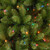 7’ Pre-lit Kingswood Fir Pencil Artificial Christmas Tree, Multicolor Lights - IMAGE 3