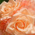 12.2 Mixed Peach Rose and Peony Artificial Bouquet with Pink Ribbon - IMAGE 3