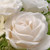 12" Artificial White Rose Flower Arrangement in Glass Vase - IMAGE 2