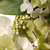 Hydrangea and Berries Artificial Spring Floral Wreath, 24-Inch - IMAGE 2