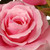 11.75" Potted Pink Rose Artificial Flower Arrangement with a Black Pot - IMAGE 3
