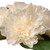 12.2" Mixed Cream Rose and Peony Bouquet - IMAGE 2