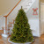 6.5’ Pre-Lit Winchester Pine Artificial Christmas Tree, White Lights - IMAGE 2