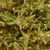 6.5’ Pre-Lit Frasier Grande Artificial Christmas Tree, Clear Lights - IMAGE 2