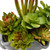9.8" Succulent Plants - Ceramic Pot - IMAGE 3
