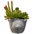 9.8" Succulent Plants - Ceramic Pot - IMAGE 4