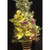 2.5' Pre-Lit Potted Lime Green Poinsettia Pine Slim Artificial Christmas Tree - Clear Lights - IMAGE 2