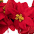 6' x 3" Red Artificial Poinsettia Floral Christmas Garland - Unlit - IMAGE 5