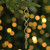 8.5" Gold Spiral Icicle Hanging Christmas Ornament - IMAGE 4