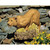 Lioness on the Prowl Outdoor Garden Statue - 31" - IMAGE 2