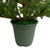 Real Touch™️ Potted Noble Pine Slim Artificial Christmas Tree - 6' - Unlit - IMAGE 5
