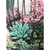Green and Pink Succulent Garden Pizazz Print Framed Wall Decor 10" x 10" - IMAGE 2