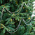 Shiny Beaded Christmas Garland -15' x .25" - Silver - Unlit - IMAGE 1