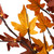 Pre-Lit Artificial Maple Fall Harvest Tree - 6' - Clear LED Lights - IMAGE 3