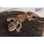 Set of 6 Handcrafted Brown Gecko Stuffed Animals 10.2" - IMAGE 1