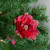 20.75" Red Feather Peony Artificial Christmas Floral Pick - IMAGE 2