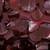 15' Maroon Contemporary Floral Sheeting Party Streamers - IMAGE 2