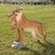34" Mama Lioness with Her Baby Cub Outdoor Garden statue - IMAGE 2