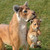 34" Mama Lioness with Her Baby Cub Outdoor Garden statue - IMAGE 3