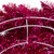Metallic Tinsel Artificial Christmas Wreath - 24" - Dark Pink - Unlit - IMAGE 6