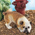 Good Dog Gone Bad Peeing English Bulldog Outdoor Garden Statue - 12" - IMAGE 2