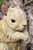 7.5" Brown and Ivory Sitting Squirrel Outdoor Figurine - IMAGE 5