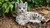 10.25" Snow Leopard Cub Outdoor Garden Statue - IMAGE 5