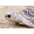 Baby Sea Turtle Outdoor Garden Statue - 6.5" - IMAGE 4