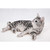 17.5" American Short Hair Cat Lying Down Outdoor Garden Statue - IMAGE 1