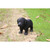 Black Labrador Puppy Outdoor Garden Statue - 8" - IMAGE 5
