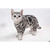 15.75" Standing American Shorthair Cat Outdoor Garden Statue - IMAGE 2