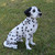 20.5" Sitting Dalmatian Outdoor Garden Statue - IMAGE 2