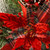 30" Pre-Lit LED Tartan Plaid Poinsettias Artificial Christmas Wreath - Warm White Lights - IMAGE 3