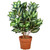 30" Green and Brown Potted Artificial Hosta Plant - IMAGE 1