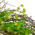 20-Inch Green and Yellow Flower Buds, Leaves and Twigs Artificial Floral Wreath - IMAGE 4