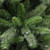 7.5’ x 54” Full Northern Fir Artificial Christmas Tree – Unlit - IMAGE 3