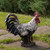 17" Standing Rooster Outdoor Garden Statue - IMAGE 2
