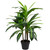 36" Two-Tone Green Dracaena Artificial Potted Plant - IMAGE 1