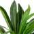 36" Two-Tone Green Dracaena Artificial Potted Plant
