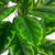 30" Two-Tone Green Calathea Artificial Potted Plant - IMAGE 6