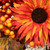 Mums and Berries with Fiery Foliage Fall Harvest Wreath - 24" - IMAGE 5