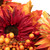 Mums and Berries with Fiery Foliage Fall Harvest Wreath - 24"