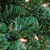 48" Pre-Lit Olympia Pine Artificial Christmas Wreath - Clear Lights - IMAGE 2