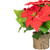 11" LED Artificial Red Poinsettia Potted Plant - Clear Lights - IMAGE 2