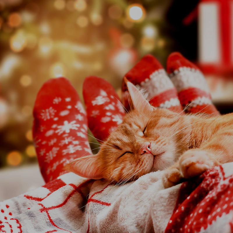 Feel the Magic: Simple Ways to Infuse Your Holidays with Christmas Comfort