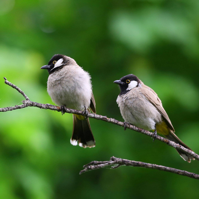 Welcome Spring with Beautiful Things for the Birds